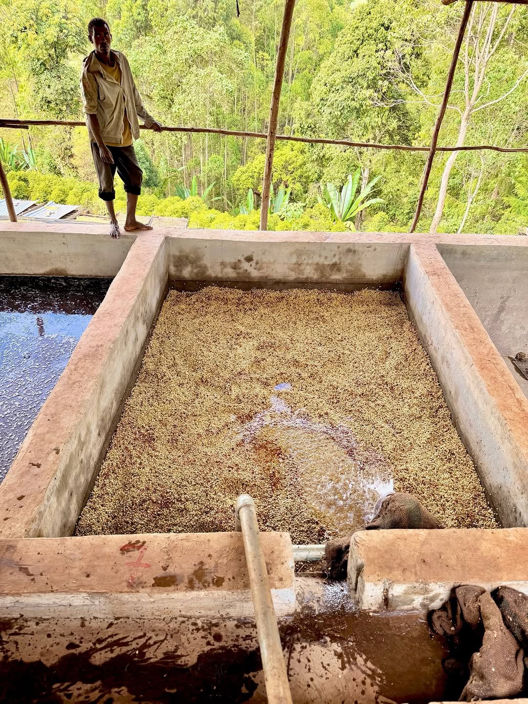 Ethiopian coffee farmer in the highlands