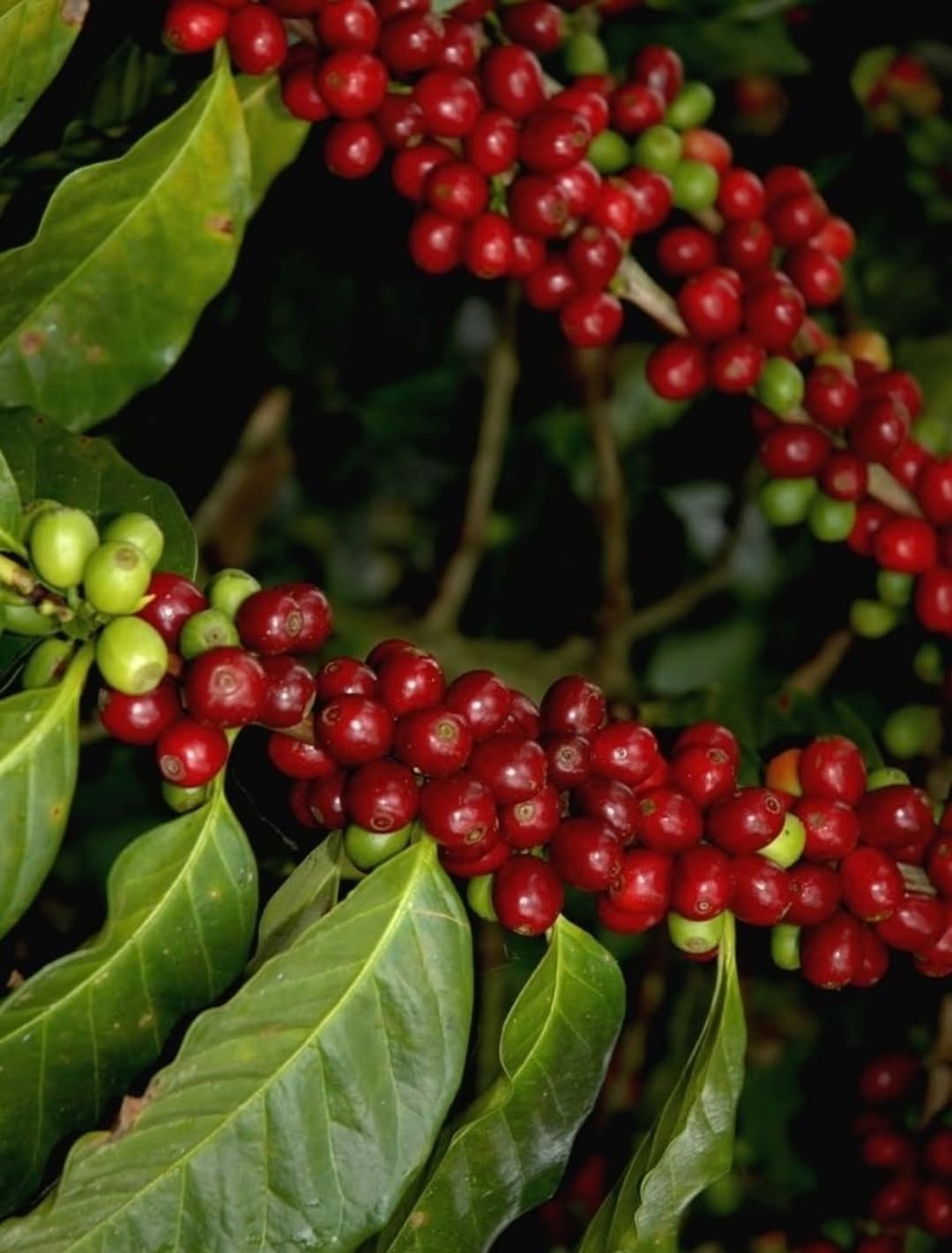 Djimmah coffee