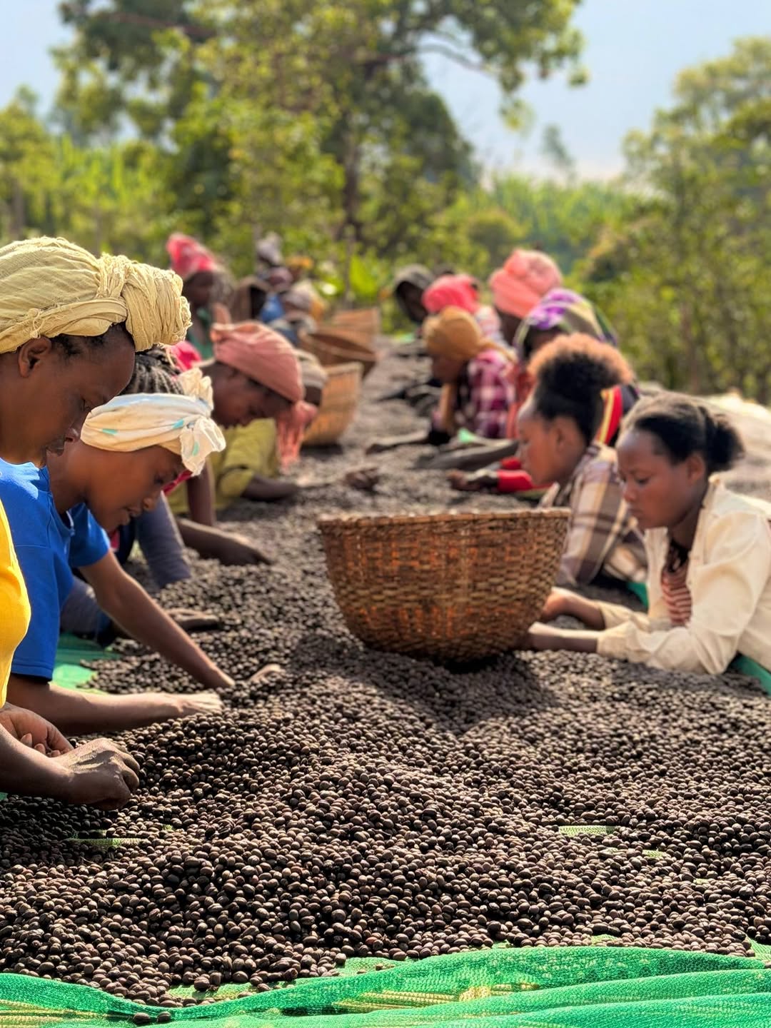 Hand-sorting coffee at origin in Ethiopia
